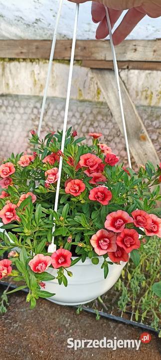 Supertunia Vista pelargonie Balkonowe Mikołów