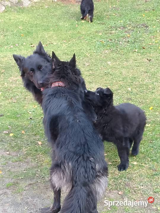 Owczarek niemiecki łódzkie Tomaszów Mazowiecki
