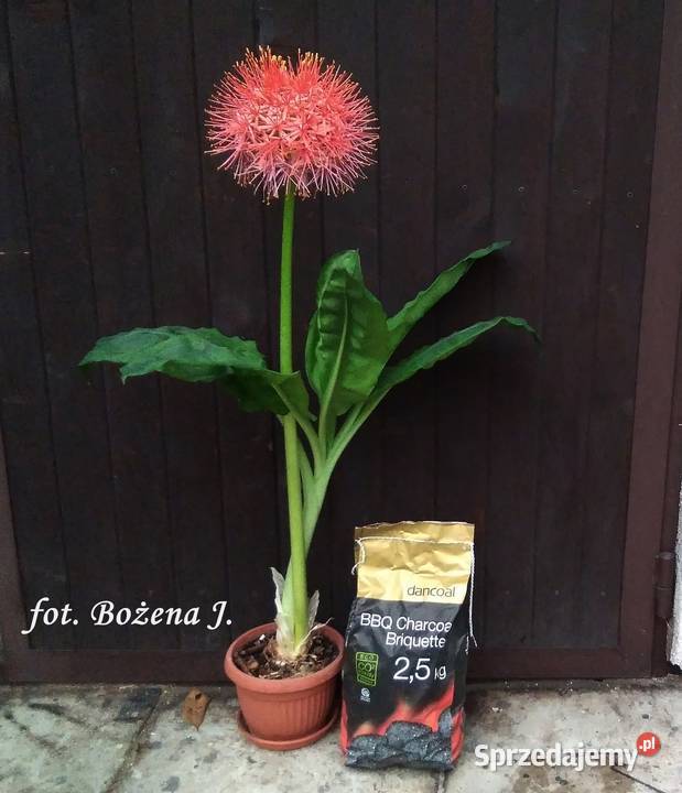 OGROMNE kule kwiatowe Wielkie kwiatostany Skawina