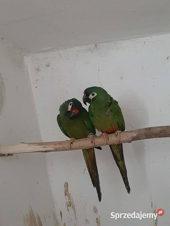 Ary marakany para 2223r Skała