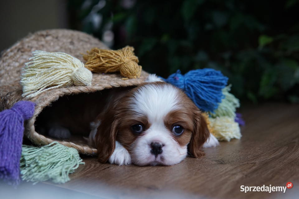 Szczenięta Cavalier King Charles Spaniel