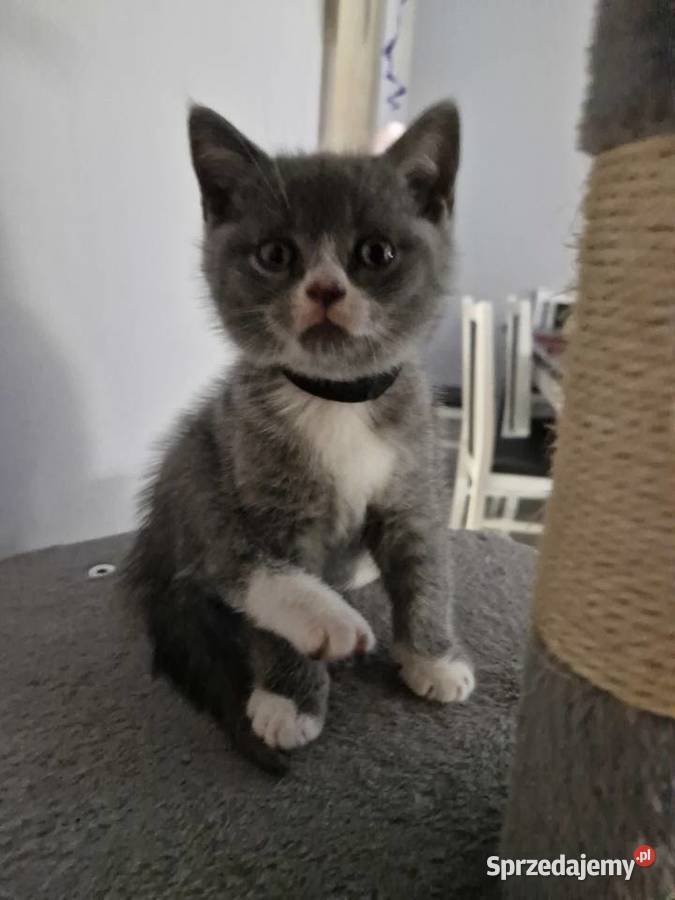 Koty Brytyjskie Lublin