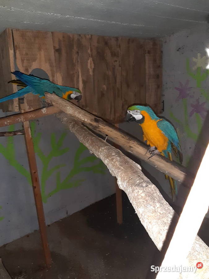 Sprzedam papugi ary