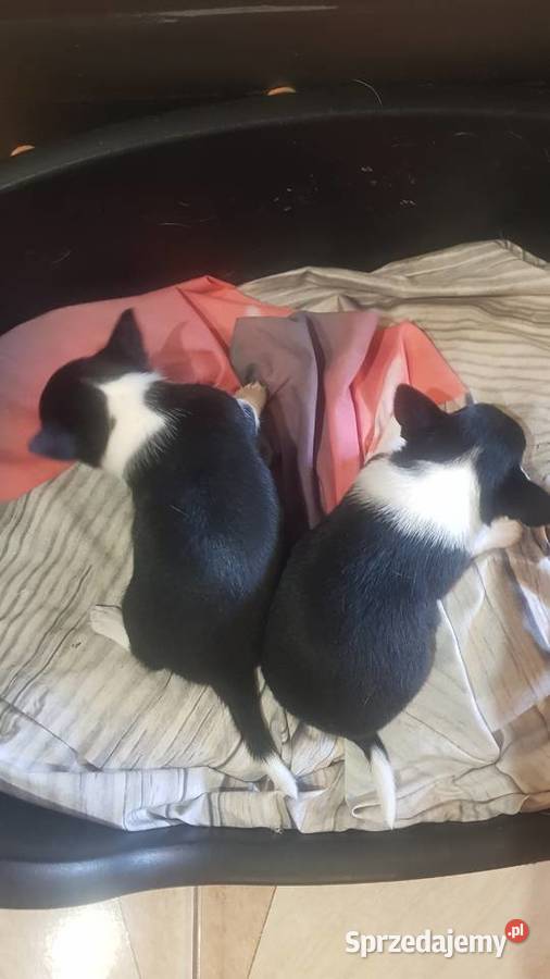 Suczka rasy Chihuahua