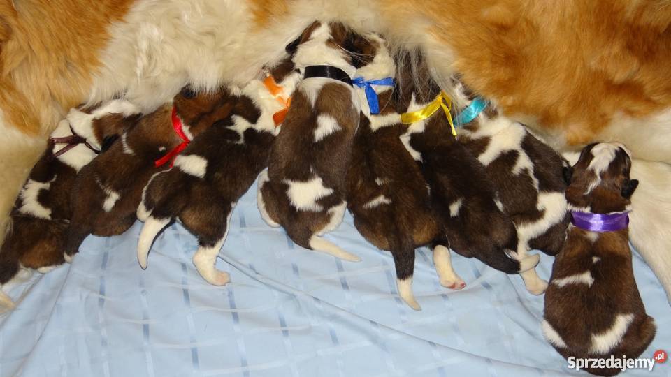 Moskiewski pies stróżujący Nie Bernardyn Kaukaz łódzkie Rokiciny