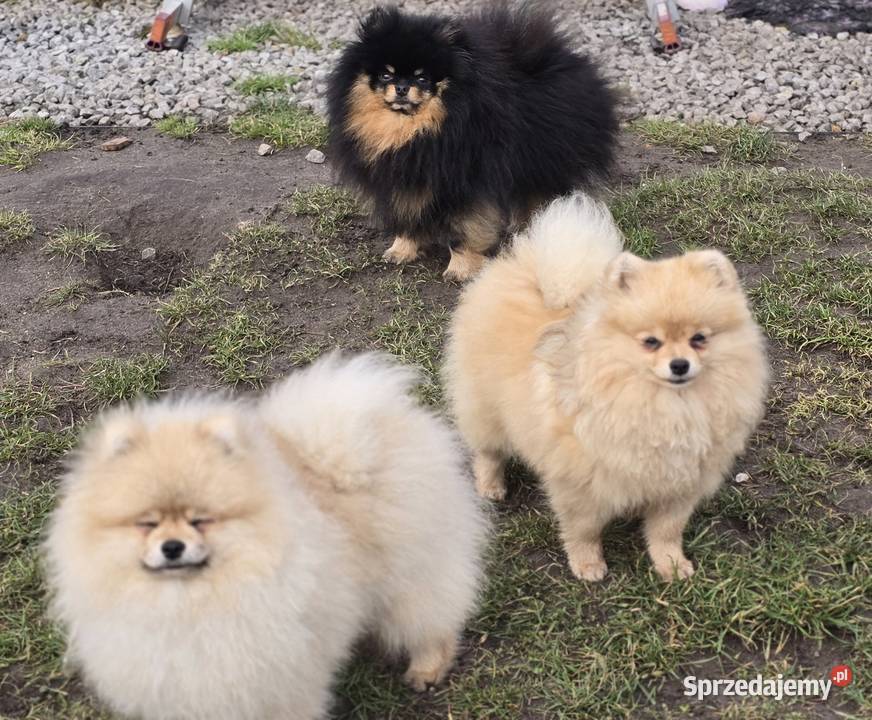 Pomeranian szpic miniaturowy zkwp FCI łódzkie Piątkowisko