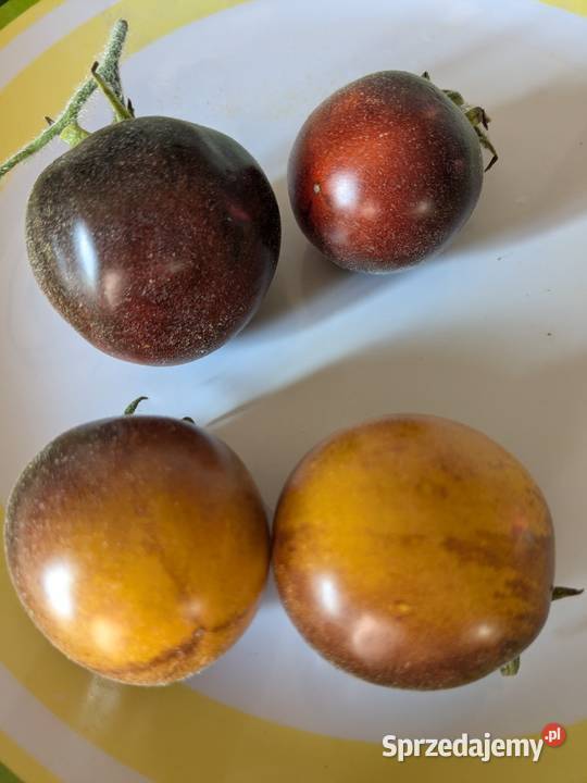 70 Pomidor niski Woolly Kate nasiona kolekcja Kraków sprzedam