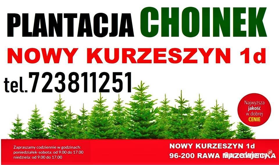 Świerk Zielony pachnący Srebrny Duża Żywa Rawa Mazowiecka