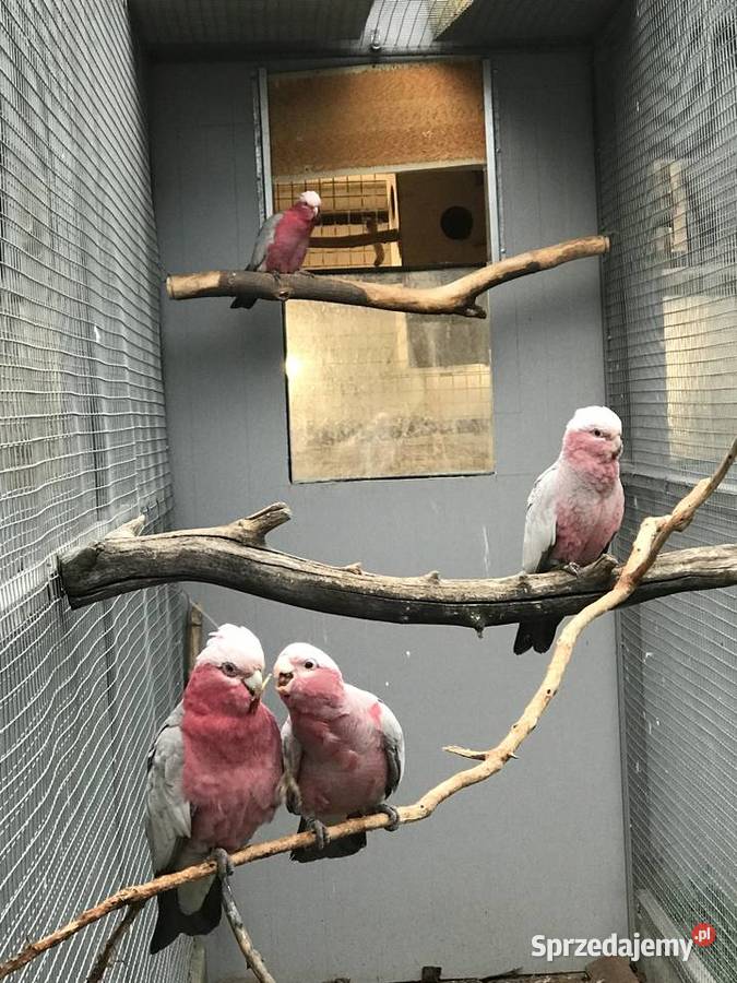 Para kakadu różowe