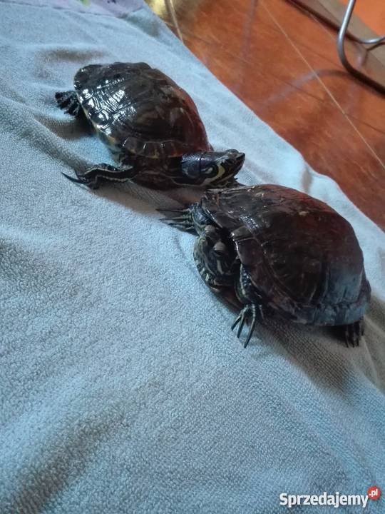 Do sprzedania dwa żółwie żółtolicy i