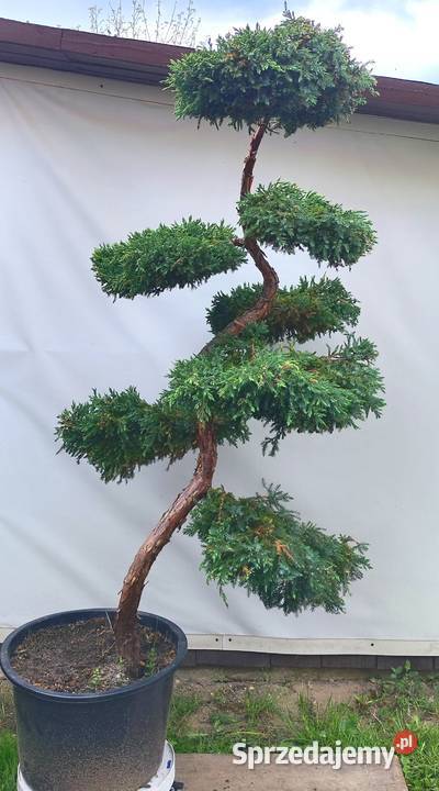 Bonsai Niwaki jałowiec łuskowy Blue Carpet Medynia Łańcucka