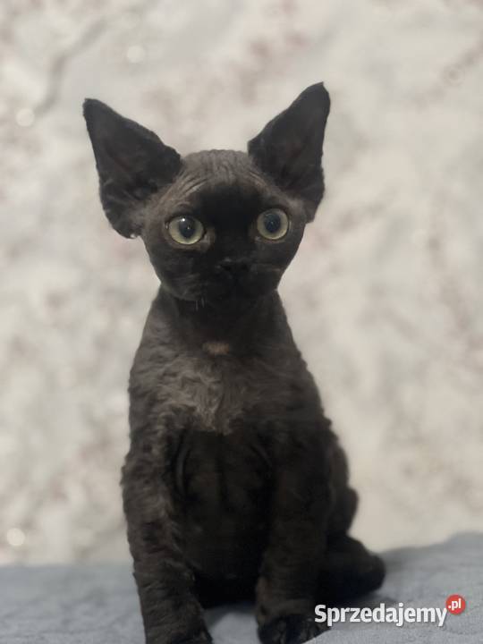Kocur czarny Devon Rex Zabrze