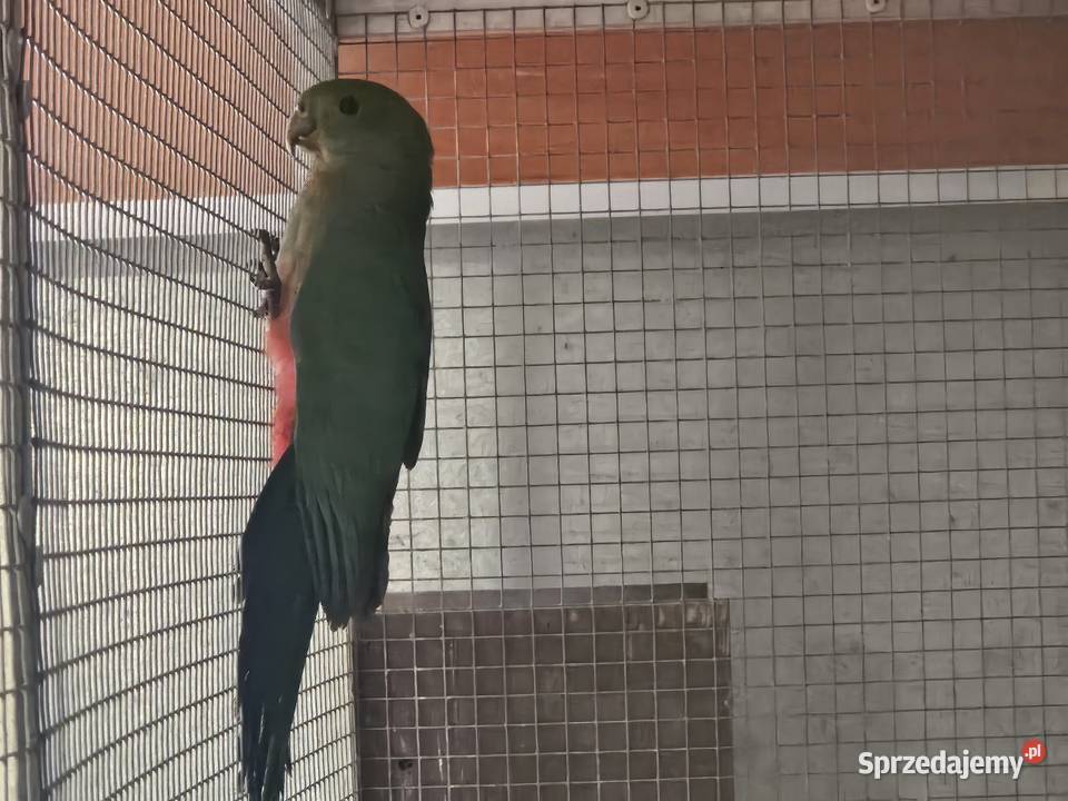 Szkarłatka królewska samiczka Bydgoszcz