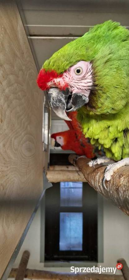 Ara Macao Militaris Para Andrychów