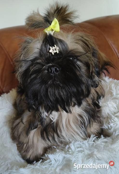 Shih tzu Suczka i Piesek