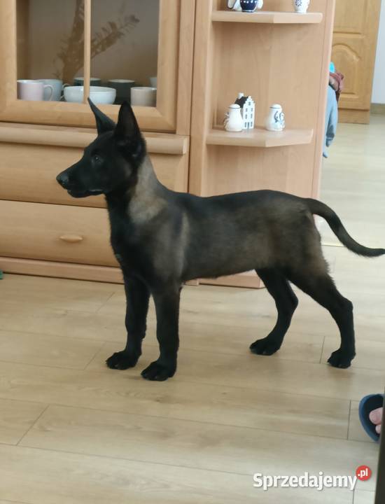Owczarek belgijski malinois Jędrzejów