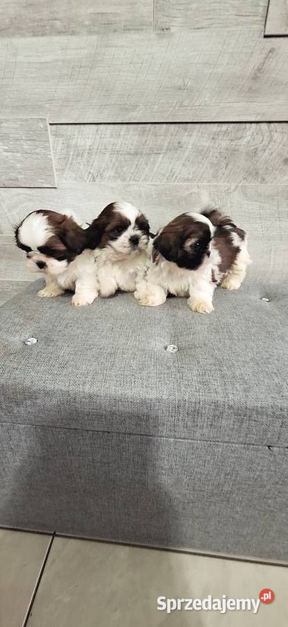 Shih Tzu pieski I suczka Przysucha sprzedam