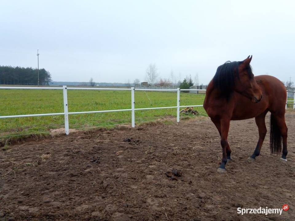Ogrodzenie koni białe pcv słupki lonżownik Inowrocław sprzedam