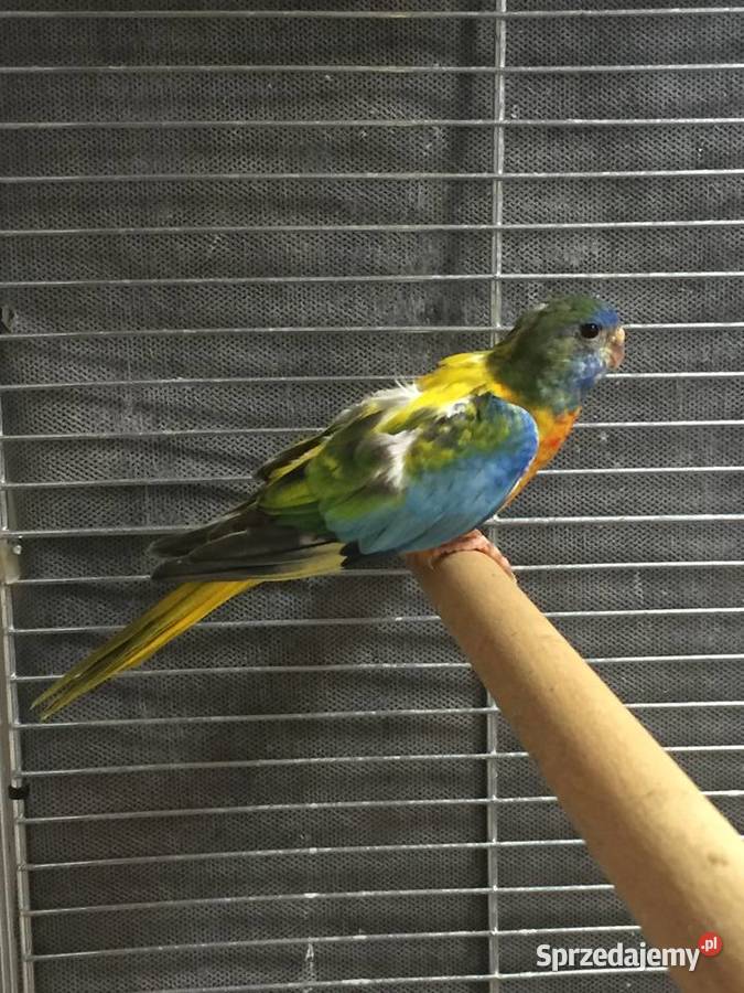 Łąkówki Wspaniałe Gorzów Wielkopolski