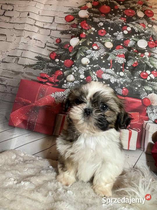 ShihTzu suczka gotowa do odbioru