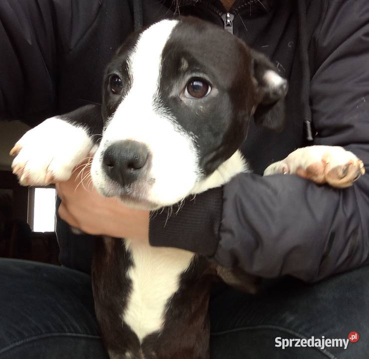 Amstaff suka Pilzno sprzedam