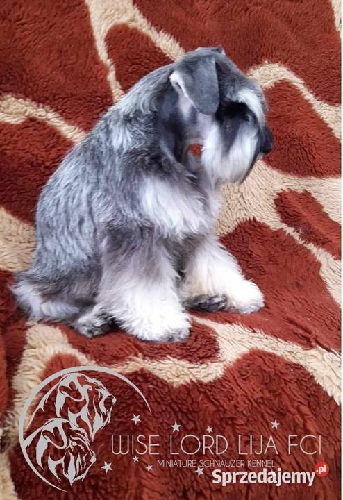 Sznaucer miniaturowy pieprz i sól rodowód zachodniopomorskie Stargard sprzedam