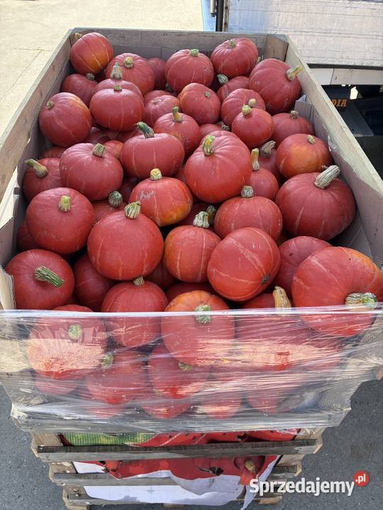 Dynia hokkaido halloween
