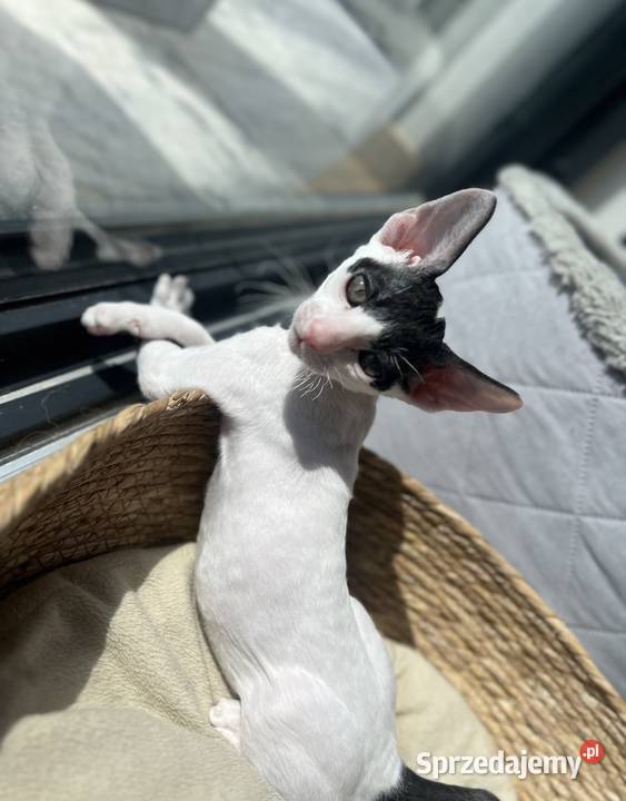 Cornish rex kotek rodowód FPL cudowny kocurek Poznań