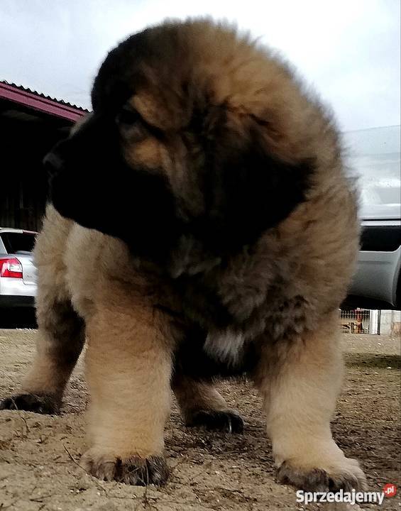 Owczarek Kaukaskiszczeniaki Babiak sprzedam