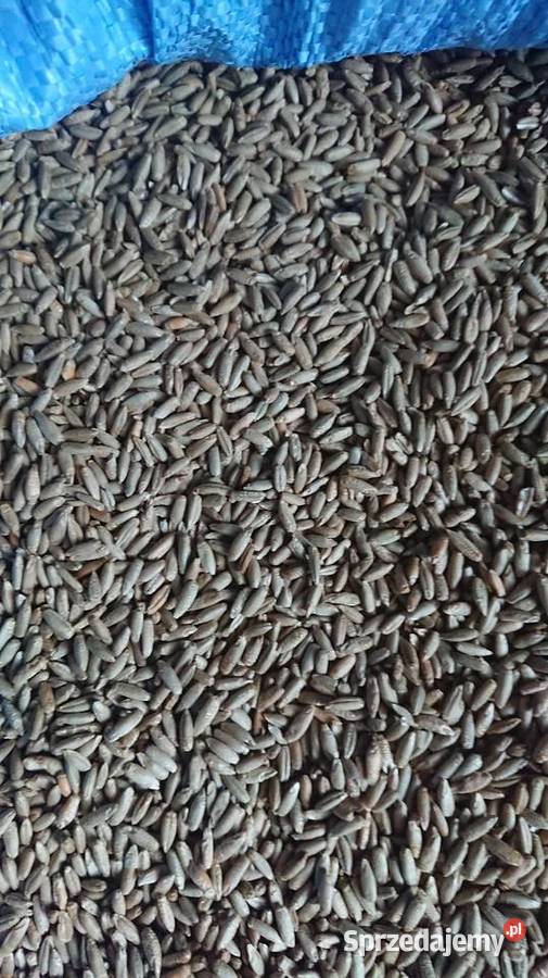 Żyto ozime świętokrzyskie Wiązownica-Kolonia