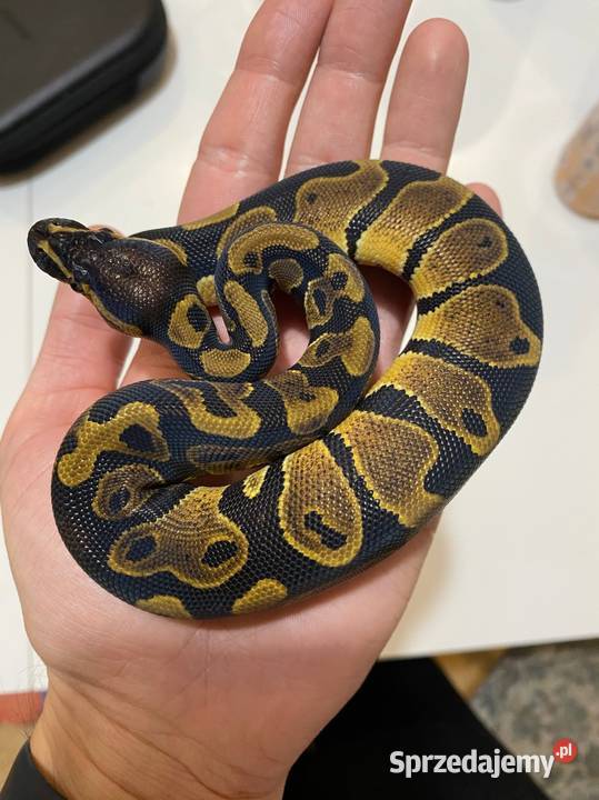 Pyton królewski 3 miesięczny samiec dolnośląskie Wrocław