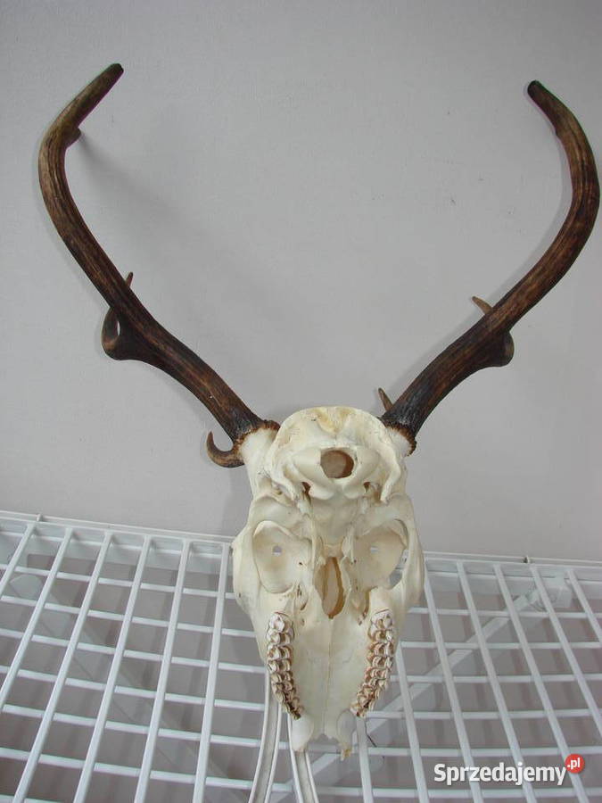 poroże jelenia pomorskie Pruszcz Gdański sprzedam