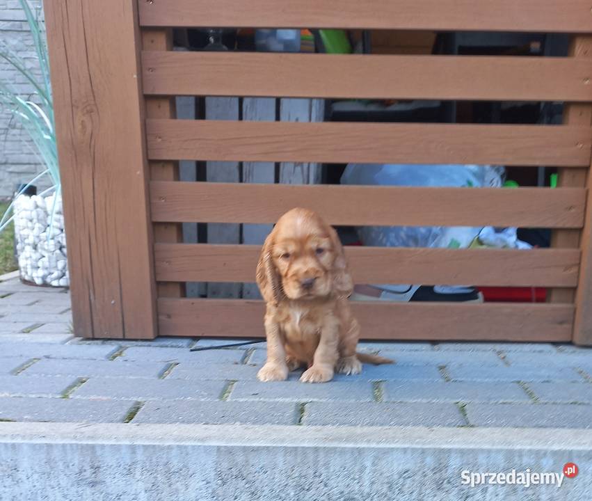 Cocker Spaniel Angielski Piesek Jutrosin