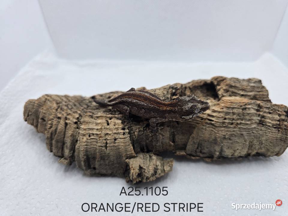 Gekony gargulcowe śląskie Zawiercie