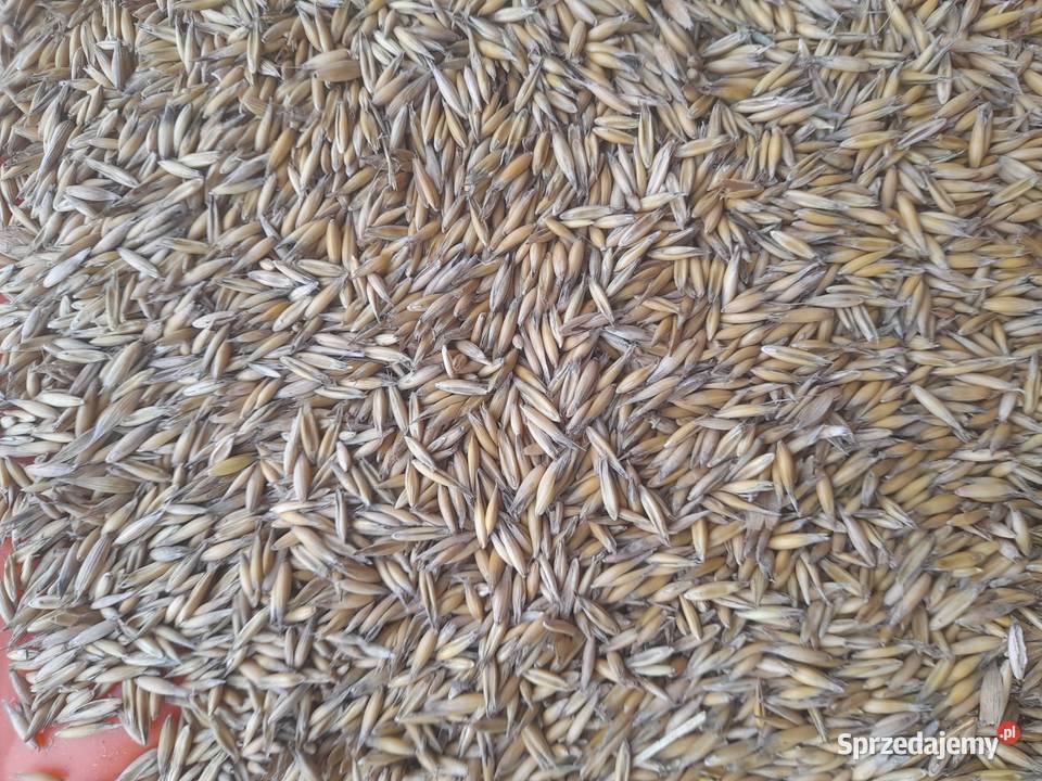 Owies lubelskie Bazar sprzedam