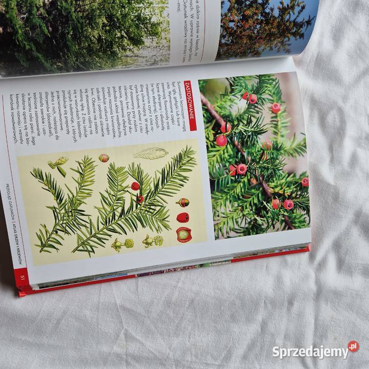 Atlas drzew i krzewów Polski piękna książka Brzesko