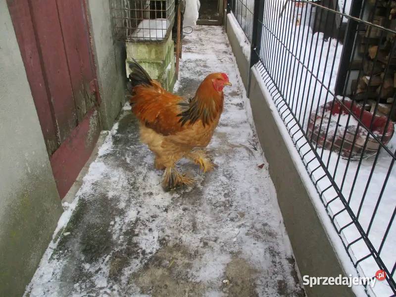 Kogut Brahma Pozostałe Kiełpin Poduchowny sprzedam