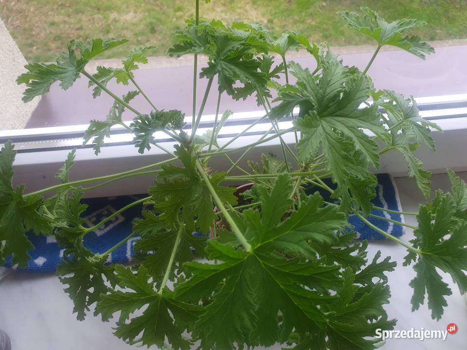 Geranium anginka sadzonka roślina Jędrzejów sprzedam