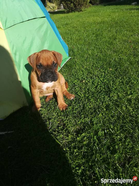 Boksery podkarpackie Rzeszów