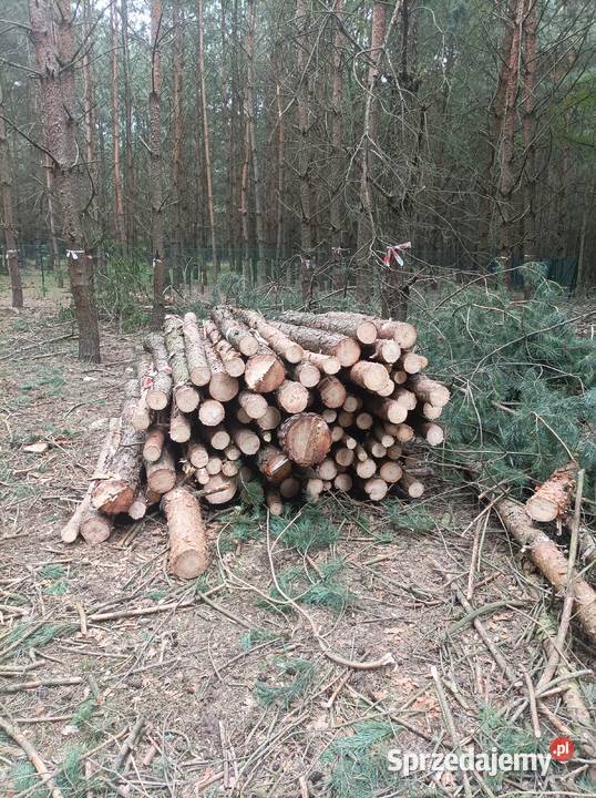 Drewno opałowe wałki 2m SOSNA domieszką BRZOZA Czerwonak