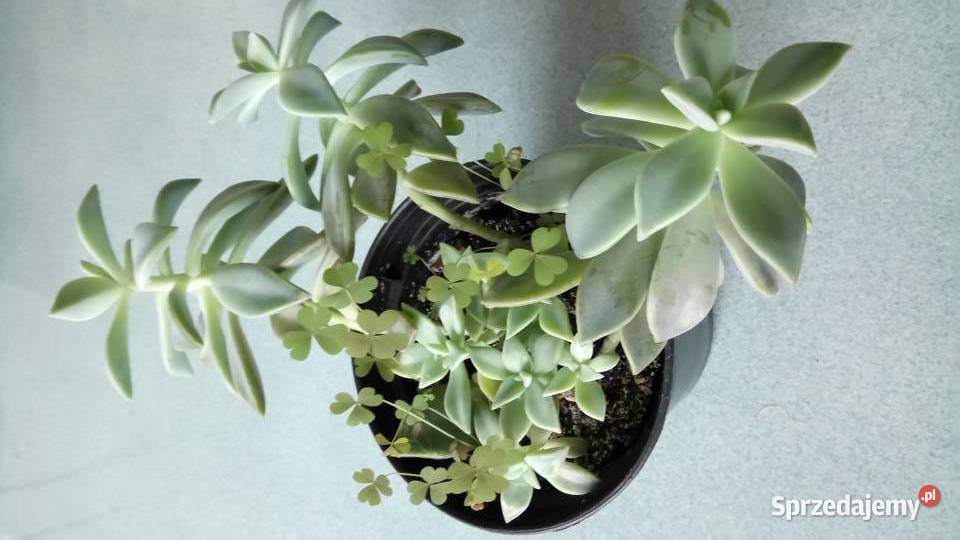 Zyworodkaaloes Warszawa