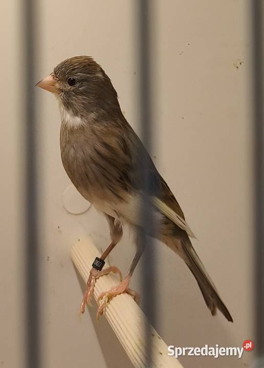 Kanarek Miniatura Irlandzka Lubliniec sprzedam