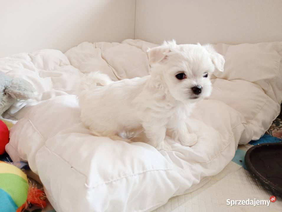 Maltańczyk szczenięboy do rezerwacji