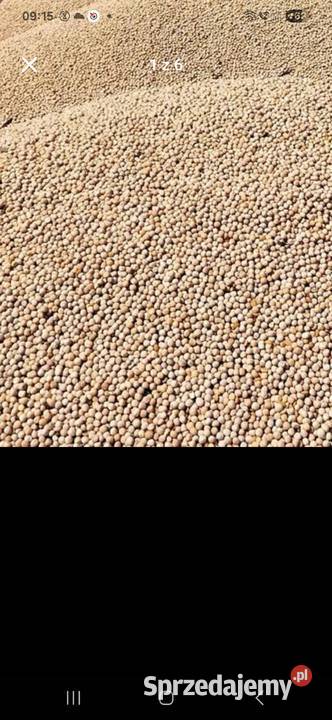 Groch biały Nemo zbiory 2025r