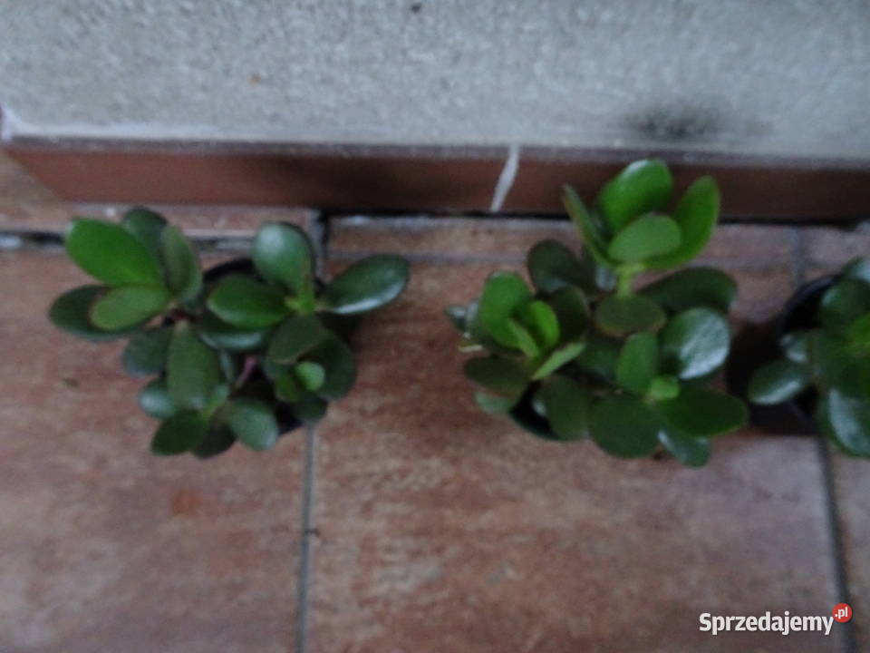 Grubosz crassula drzewko szczęścia mazowieckie