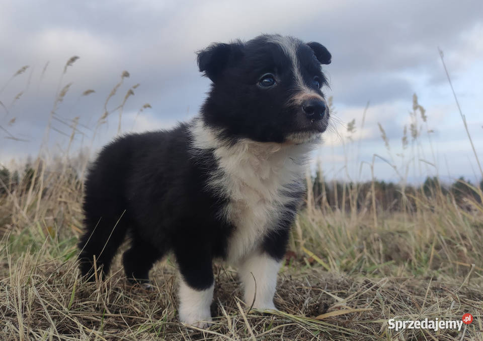 Piękna Rasowa Suczka Border Collie szczenię z małopolskie sprzedam