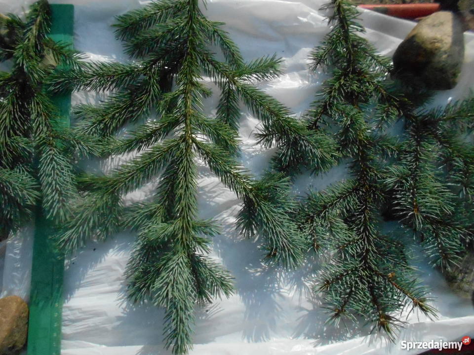 Gałęzie iglaków na świąteczne dekoracje Koźlątków