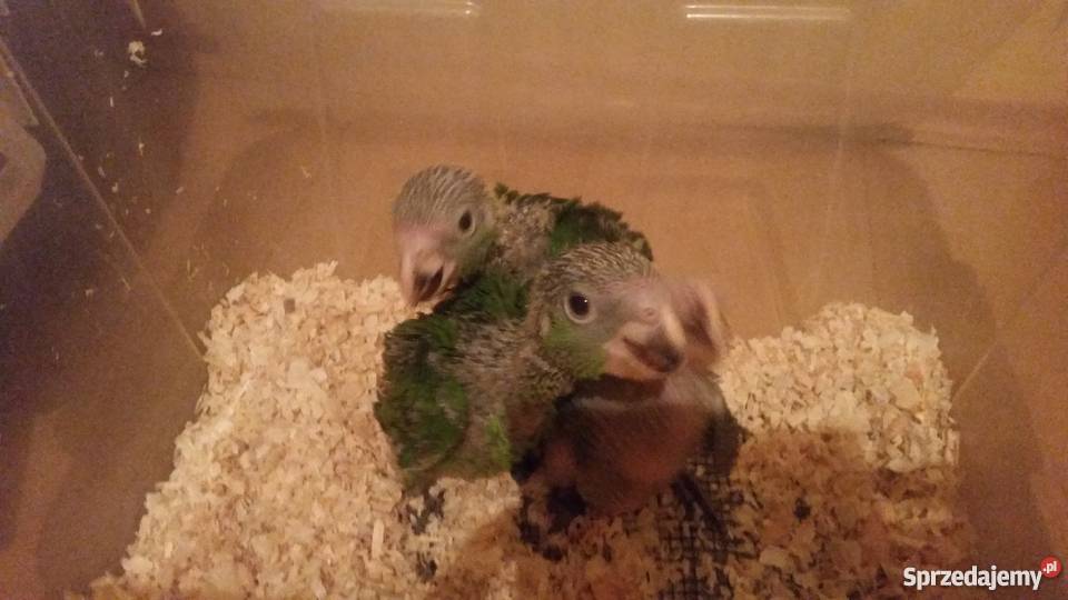 Amazonka niebieskoczelna ręcznie karmiona Zwierzęta