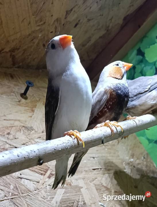 Zeberki wystawowe Ptaki Jastrzębie-Zdrój