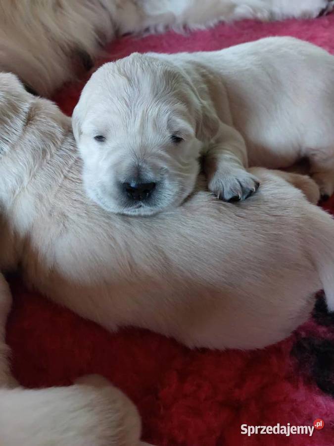 Szczenieta Golden Retriever ZkwP Blachownia